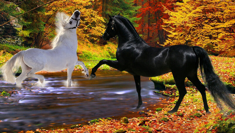 Two Horses in Stream — Black