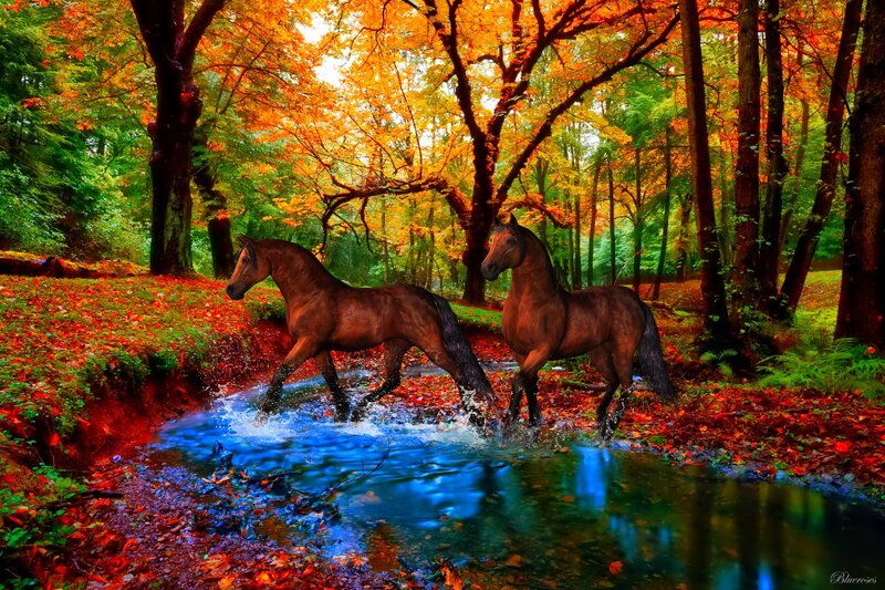 Two Horses in Stream — Orange