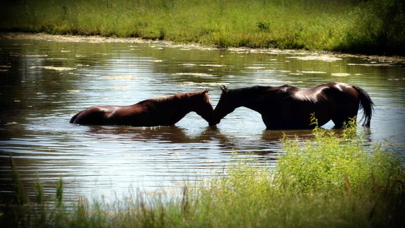 Two Horses in Water
