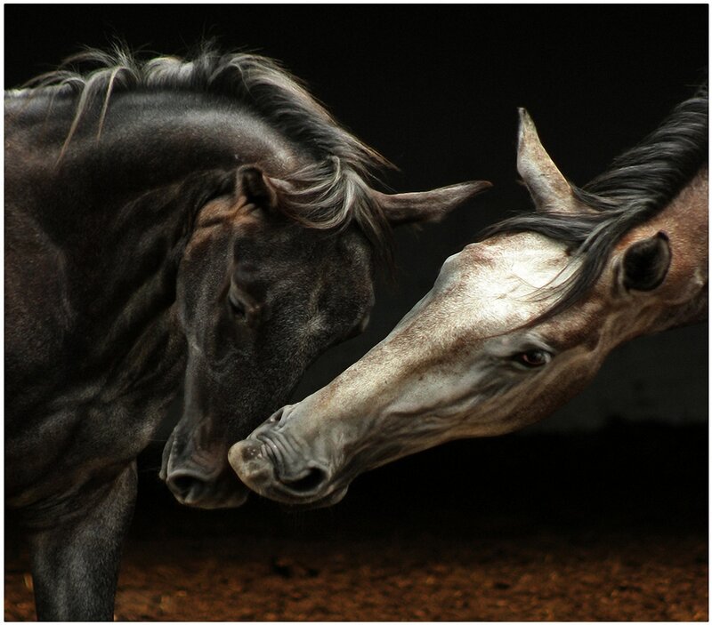 two horses interacting