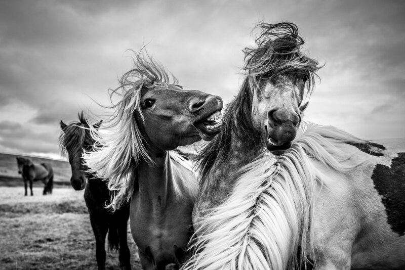 Two Horses Interacting — Black, Dramatic