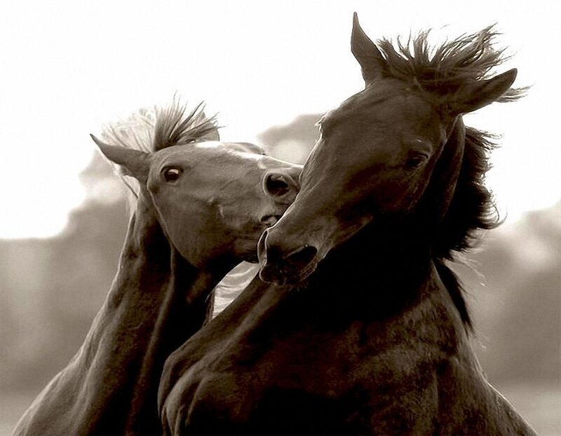 Two Horses Interacting — Brown, Dramatic, Photograph