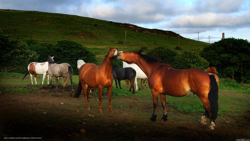 Two Horses Interacting — Brown, Serene