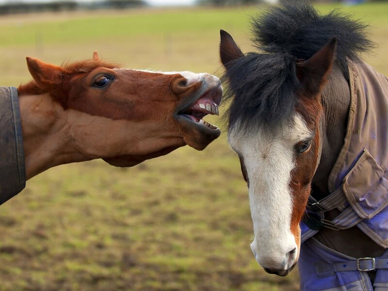 Two Horses Interacting — Brown