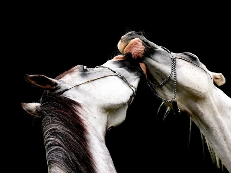 Two horses interacting closely