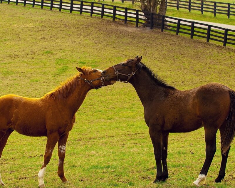 Two Horses Interacting — Green, Calm