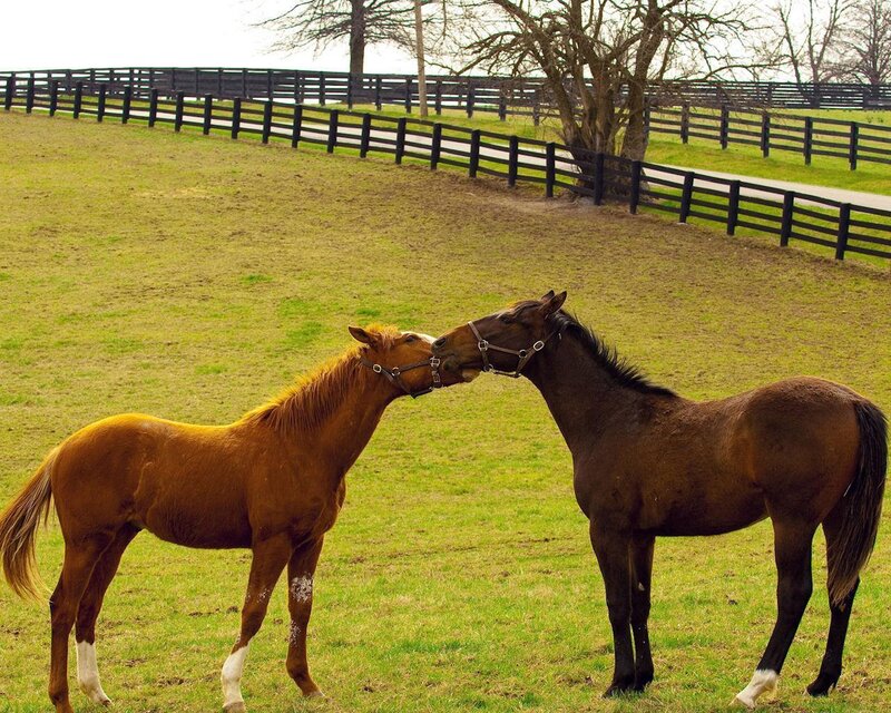 Two Horses Interacting — Green