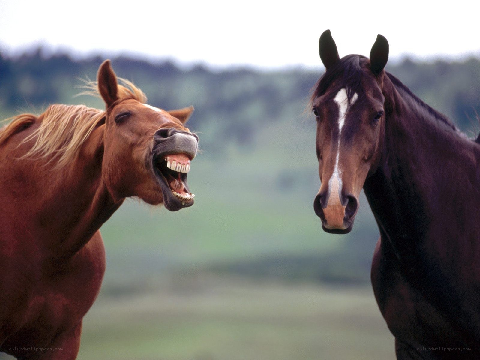 Two horses interacting in a field