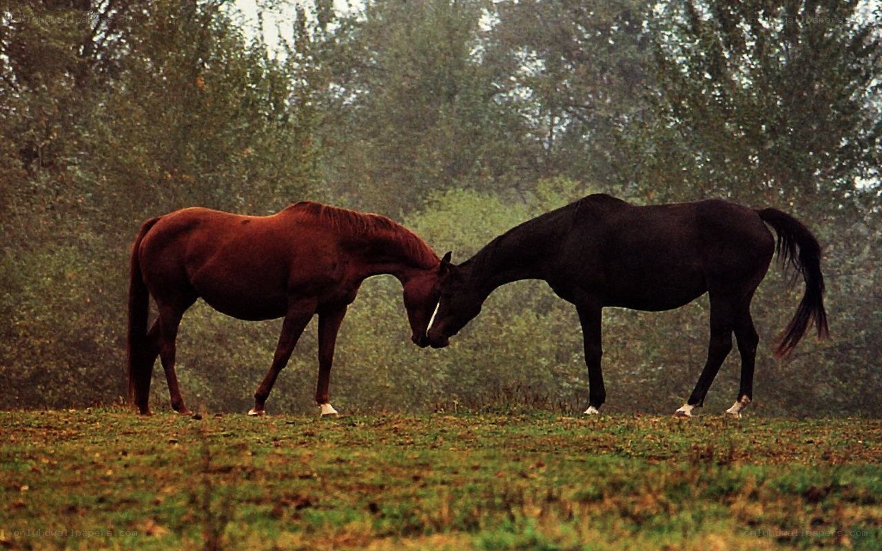 Two horses interacting in a field