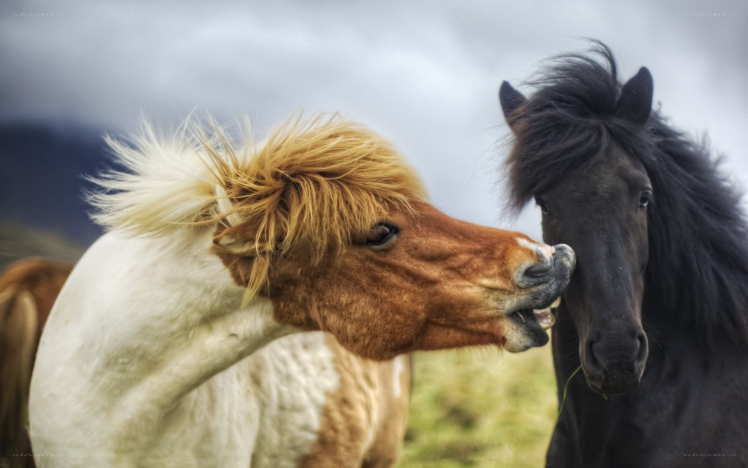Two horses interacting in a field