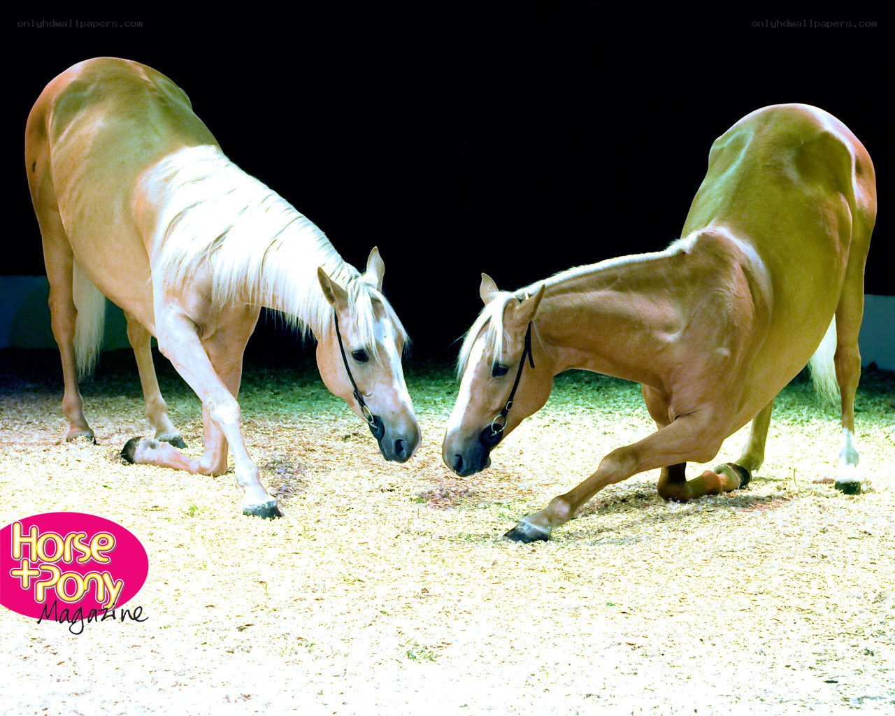 Two horses interacting