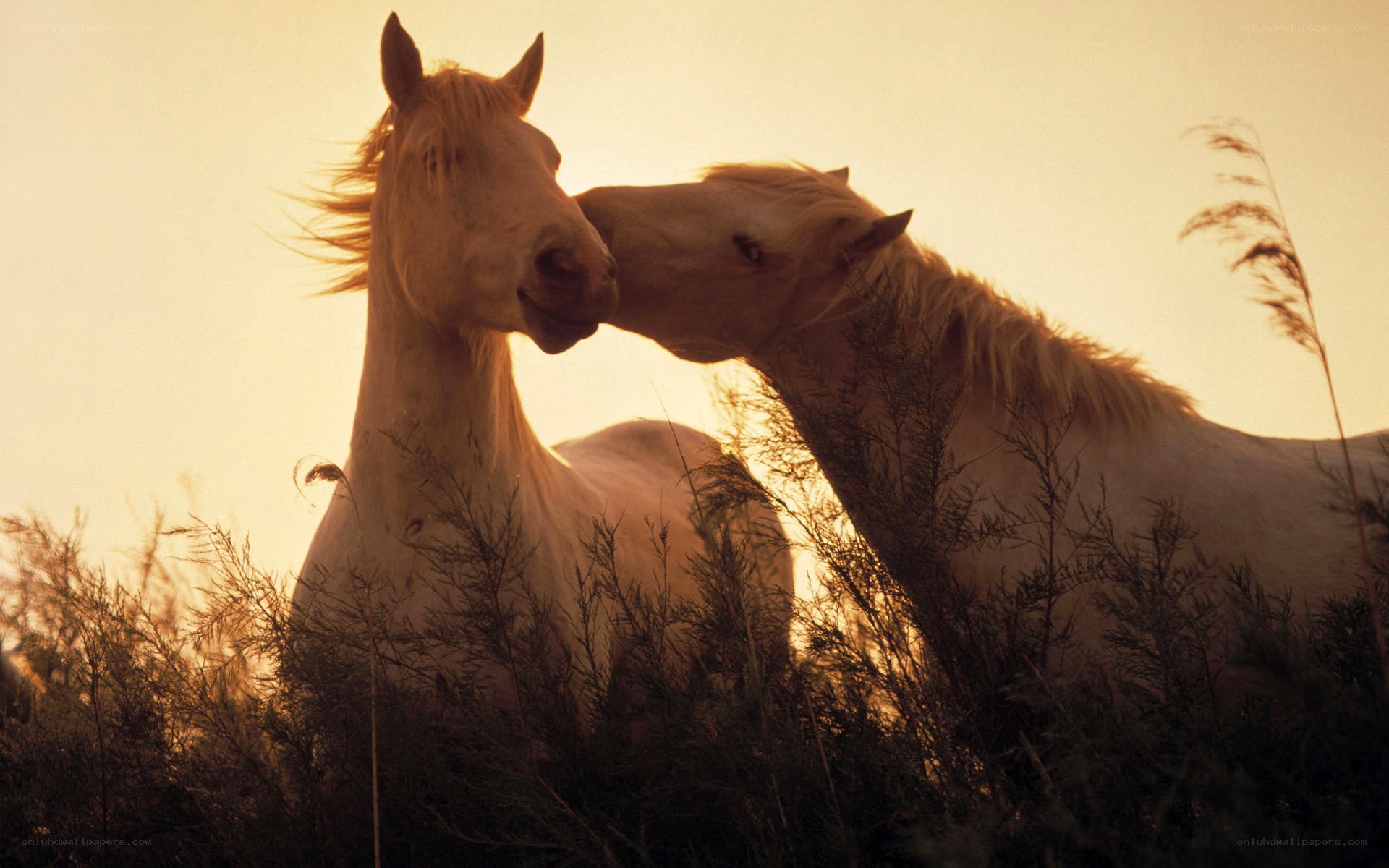 Two horses nuzzle at sunset