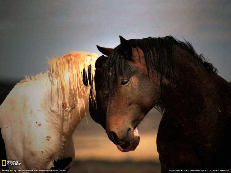 Two horses nuzzling
