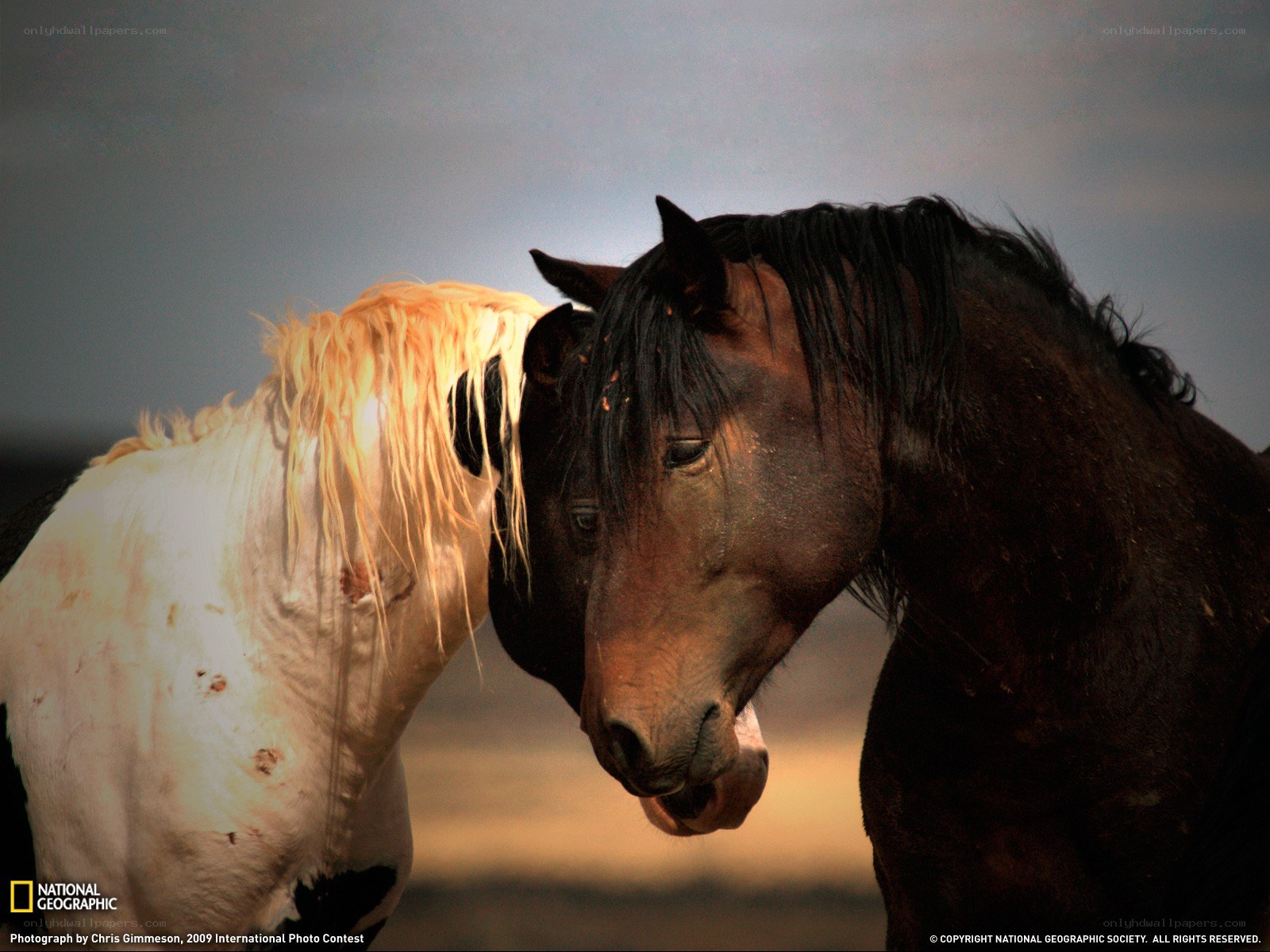 Two horses nuzzling
