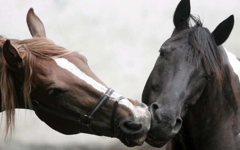 two horses nuzzling