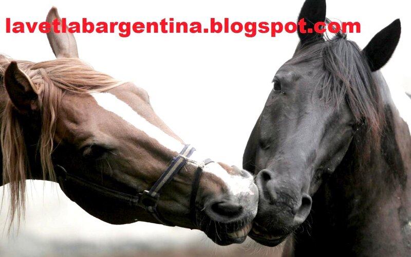 two horses nuzzling
