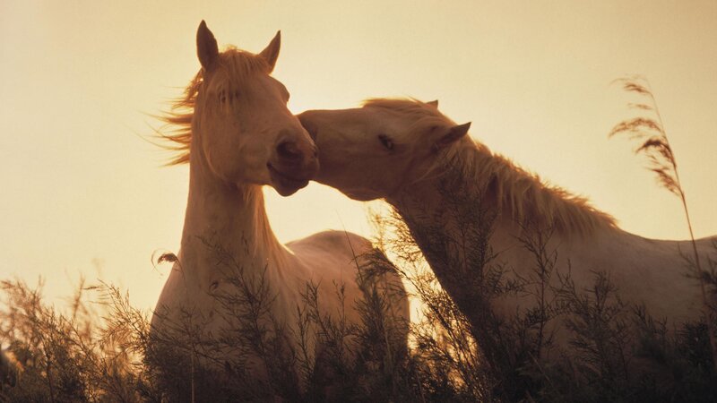 Two horses nuzzling at sunset
