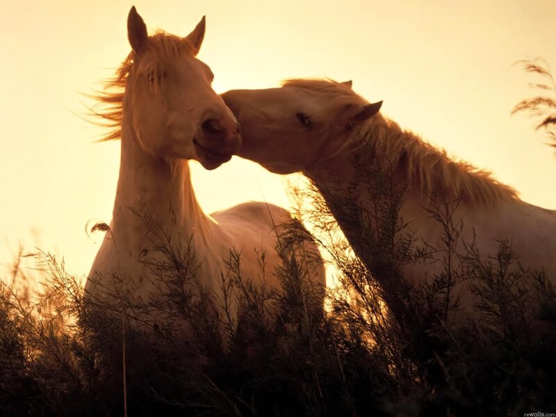 Two horses nuzzling at sunset