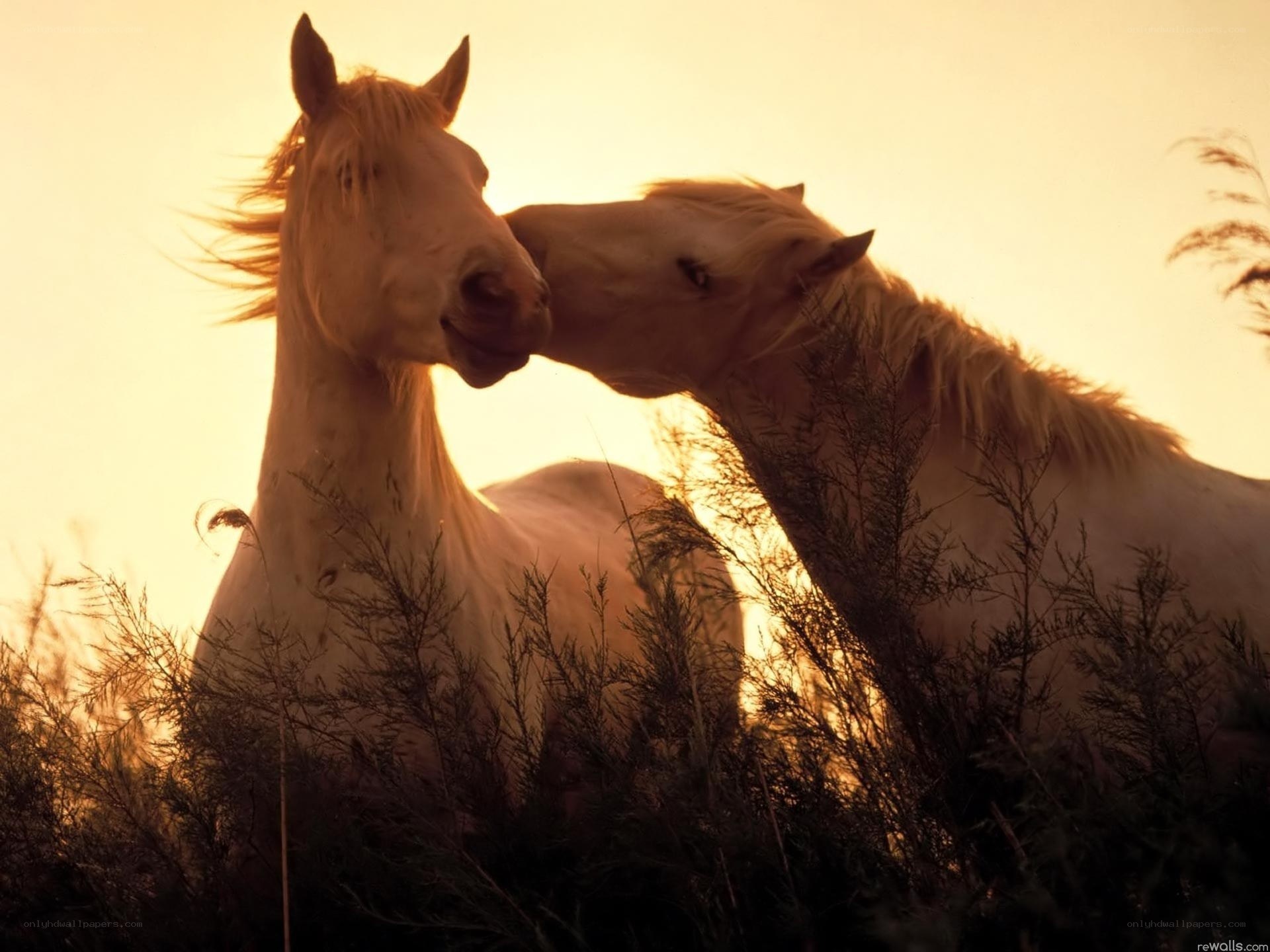 Two horses nuzzling at sunset