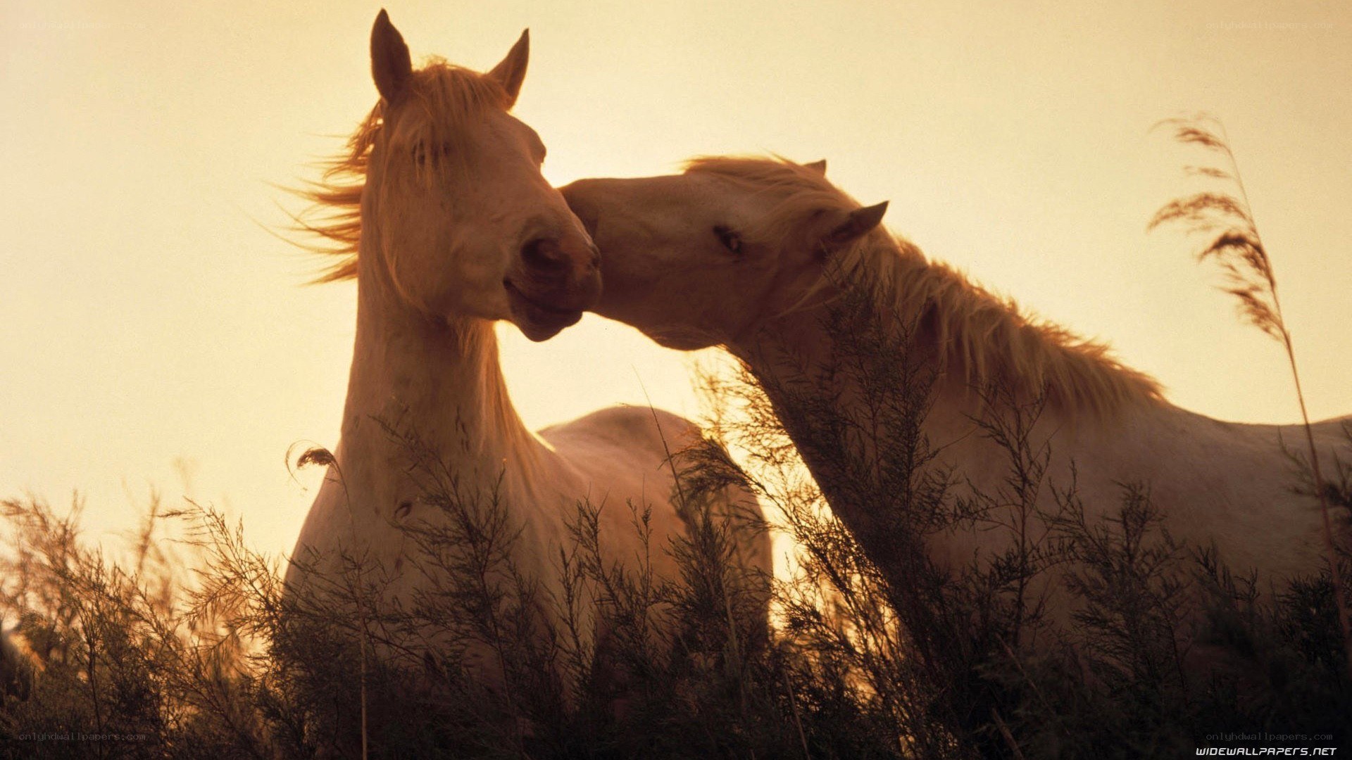 Two horses nuzzling at sunset