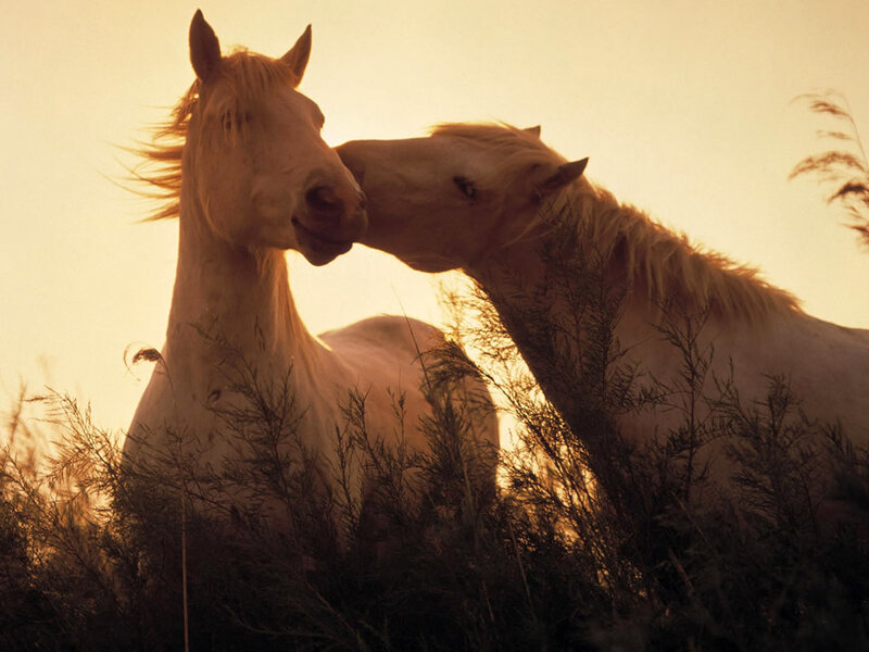 Two horses nuzzling at sunset