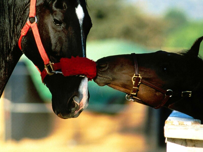 Two Horses Nuzzling — Black, Calm, Afternoon