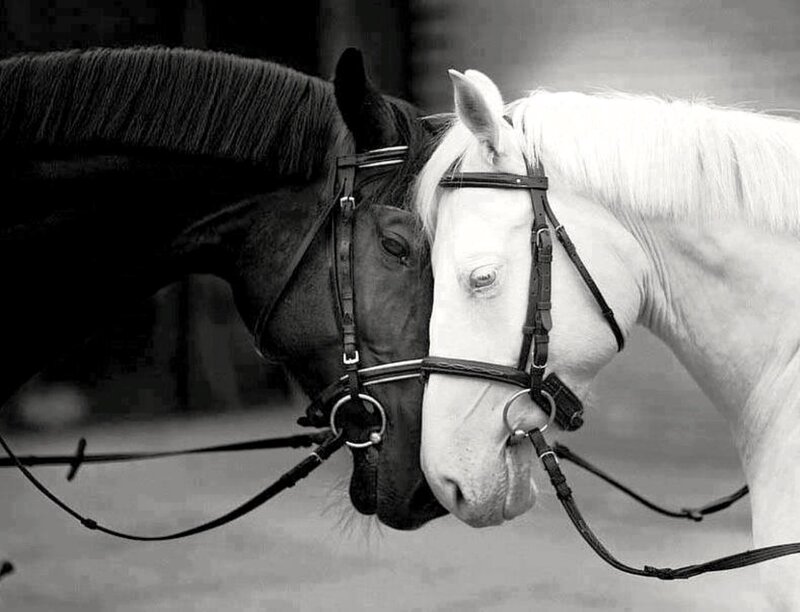 Two Horses Nuzzling — Black, Calm, Photograph, Harnesses