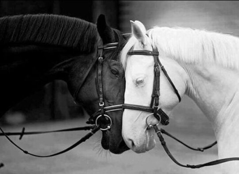 Two Horses Nuzzling — Black, Calm, Photograph