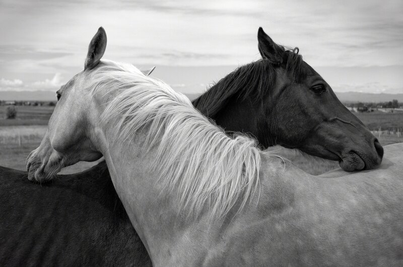 Two Horses Nuzzling — Black, Calm
