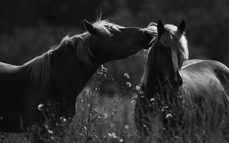 Two Horses Nuzzling — Black, Serene