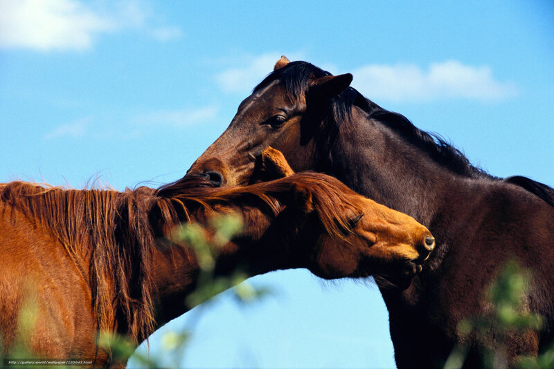 Two Horses Nuzzling — Blue, Calm