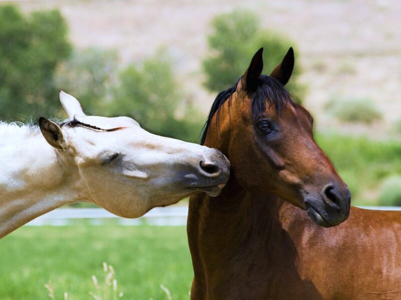 Two Horses Nuzzling — Brown, Calm, Afternoon, Photograph, Grass