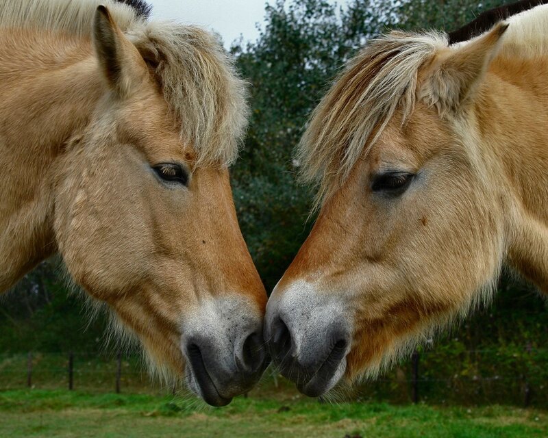 Two Horses Nuzzling — Brown, Calm, Afternoon, Photograph