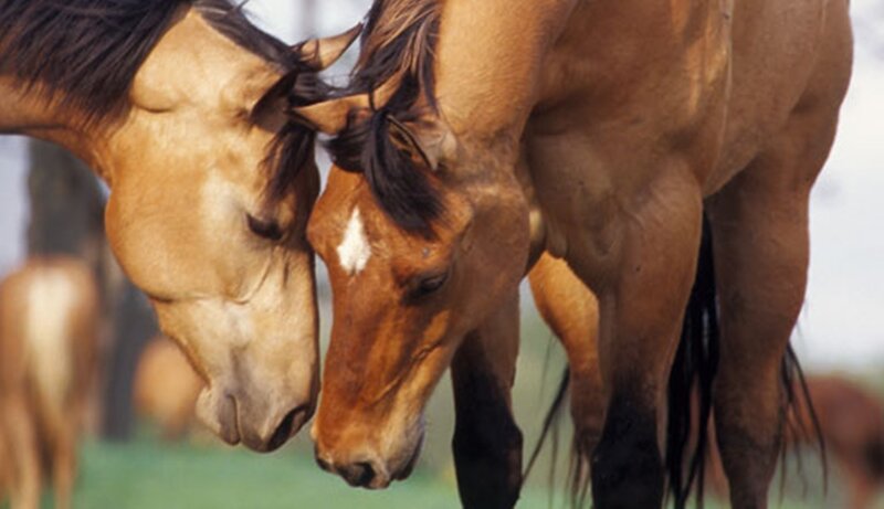 Two Horses Nuzzling — Brown, Calm, Afternoon