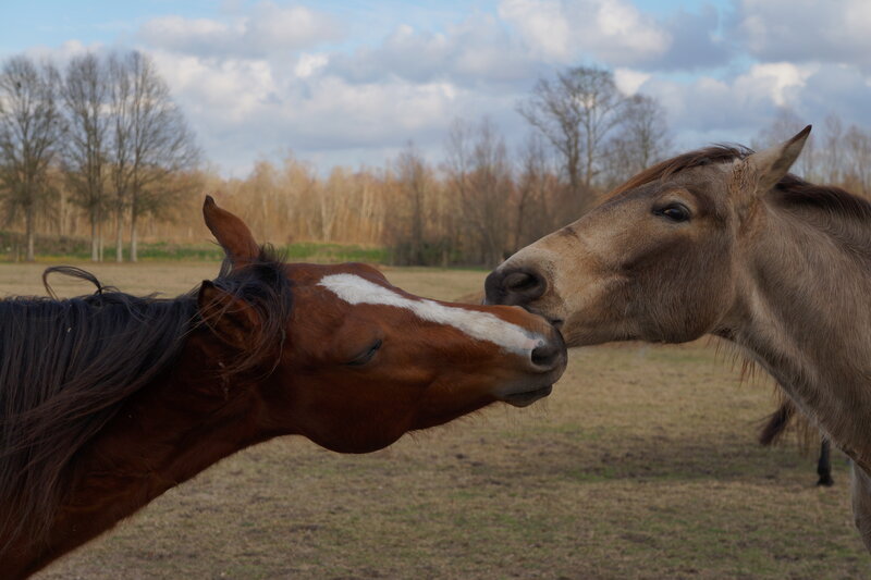 Two Horses Nuzzling — Brown, Calm, Autumn, Photograph