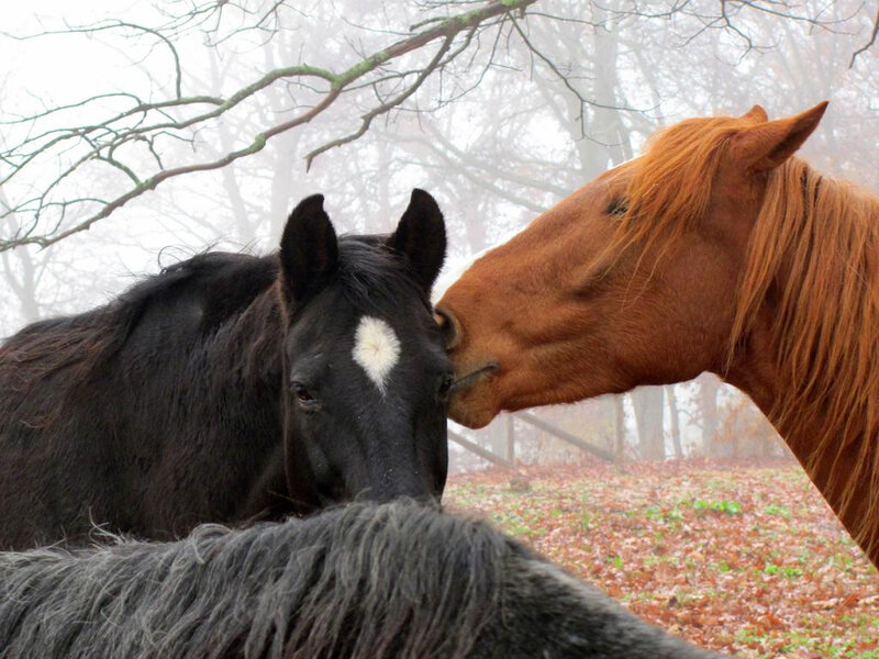 Two Horses Nuzzling — Brown, Calm, Autumn