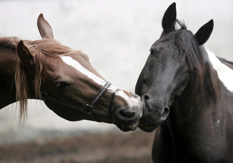 Two Horses Nuzzling — Brown, Calm, Photograph, Blaze, Bridle