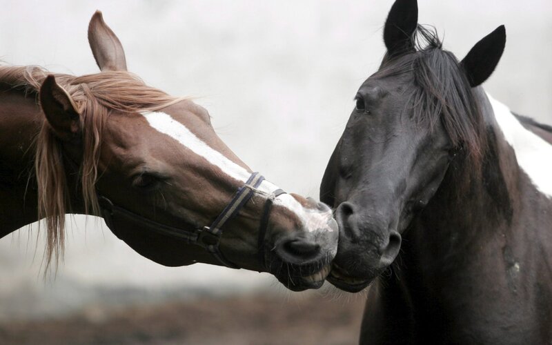Two Horses Nuzzling — Brown, Calm, Photograph, Blurred Background