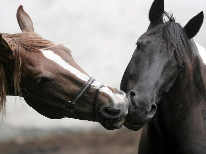 Two Horses Nuzzling — Brown, Calm, Photograph, Bridle
