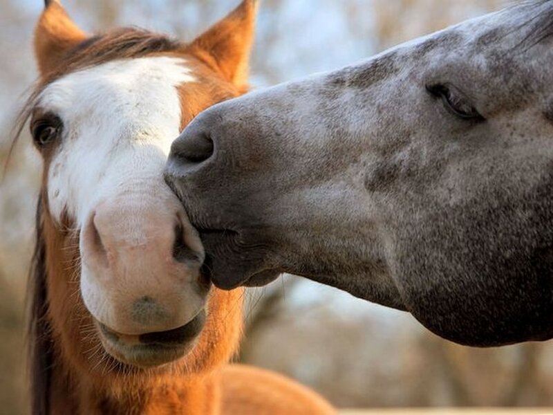 Two Horses Nuzzling — Brown, Calm, Photograph, Nose