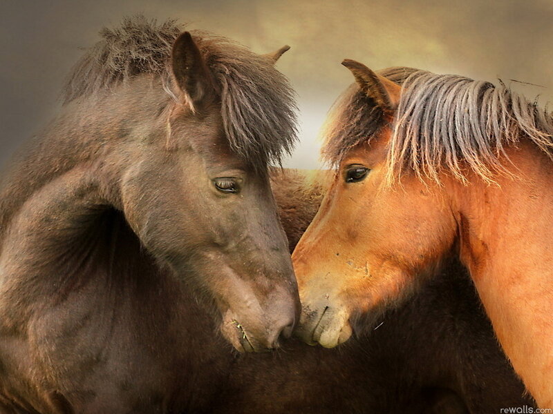 Two Horses Nuzzling — Brown, Calm, Photograph