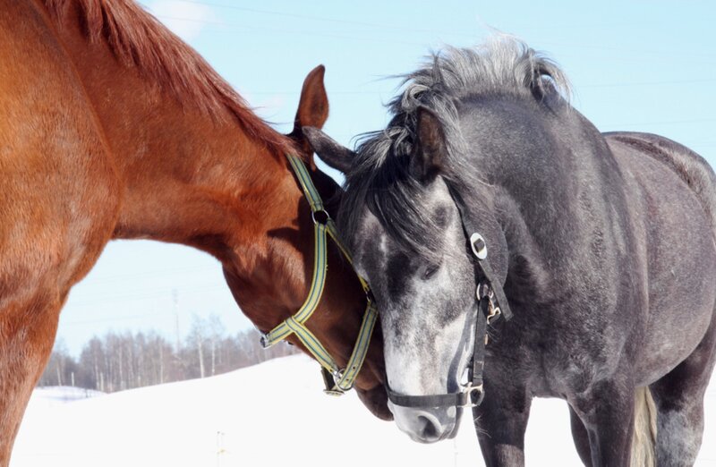 Two Horses Nuzzling — Brown, Calm, Winter