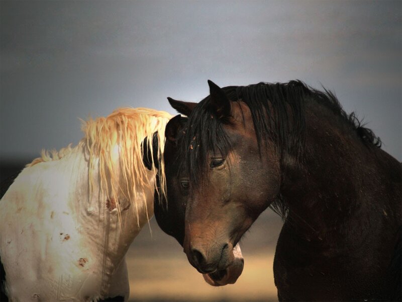 Two Horses Nuzzling — Brown, Dramatic, Sunset, Photograph