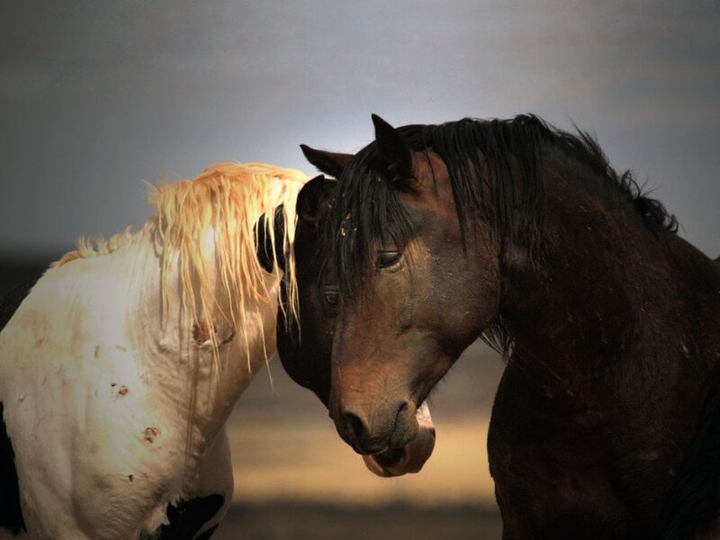 Two Horses Nuzzling — Brown, Dramatic, Sunset