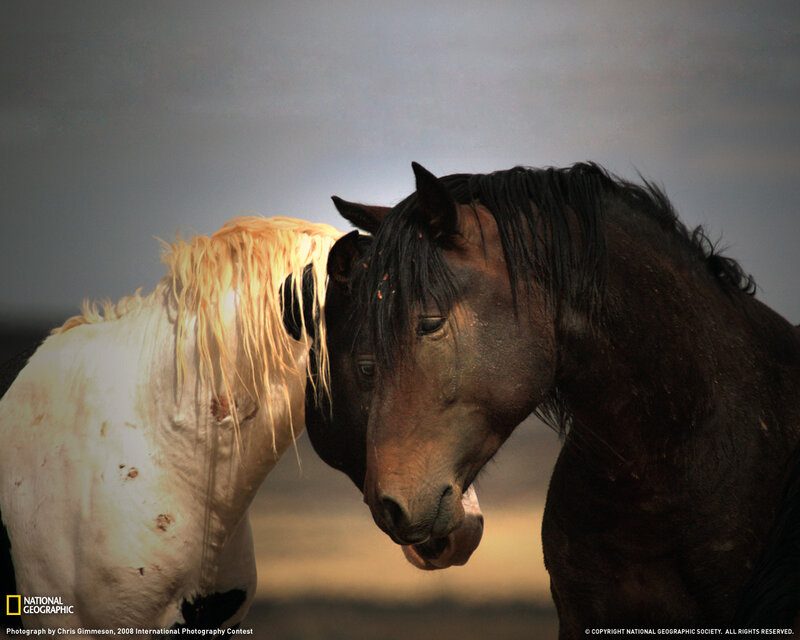 Two Horses Nuzzling — Brown, Dramatic