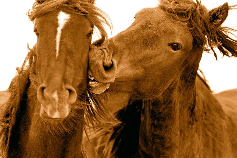 Two Horses Nuzzling — Brown, Intimate