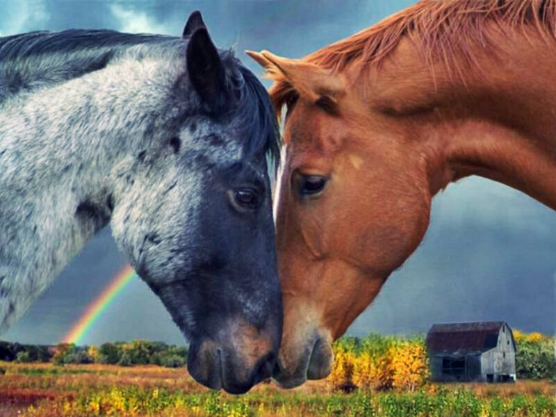 Two Horses Nuzzling — Brown, Serene