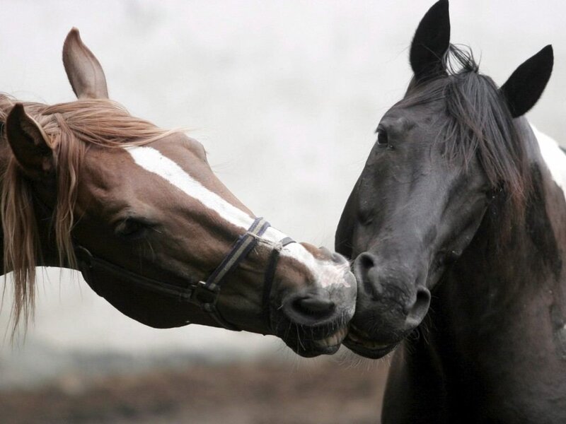 Two Horses Nuzzling — Brown
