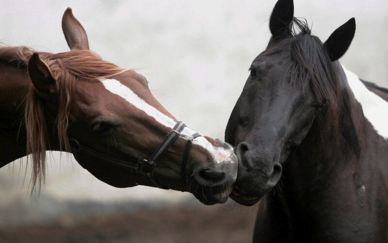 Two Horses Nuzzling — Calm