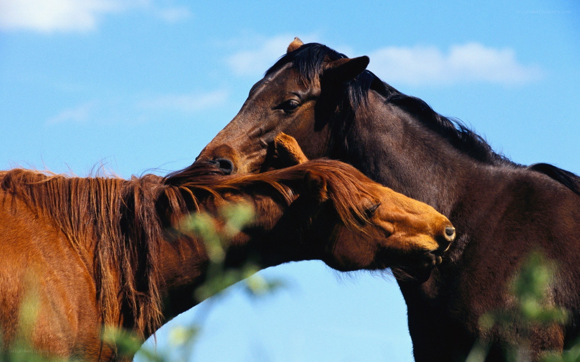 Two horses nuzzling each other